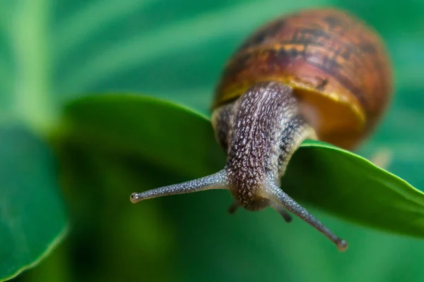 Uno Sparo Macro Una Lumaca Una Foglia Verde — Foto Stock