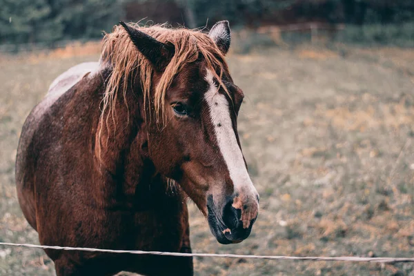 チューリンゲンの森の顔に白いストライプの茶色の馬のクローズアップ — ストック写真
