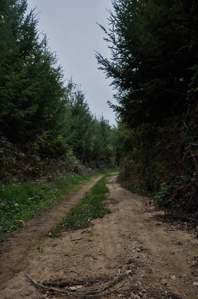 Colpo Verticale Sentiero Circondato Alberi Nella Foresta — Foto Stock