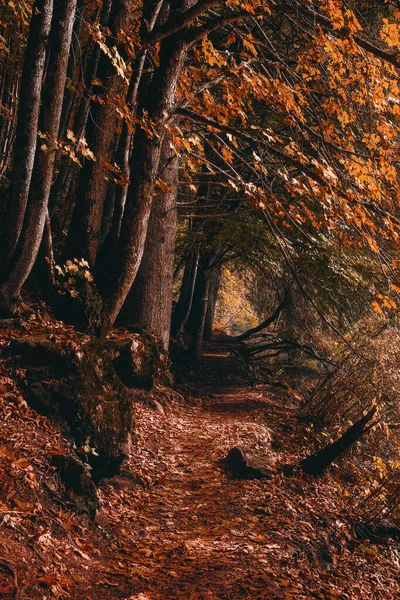 Tiro Vertical Floresta Outono Colorido Com Caminho Estreito Meio — Fotografia de Stock