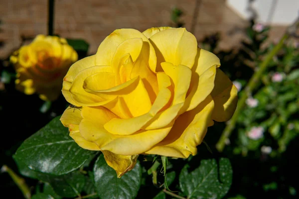 Close Uma Rosa Amarela Floresceu Jardim — Fotografia de Stock