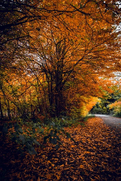 Eine Vertikale Aufnahme Eines Weges Durch Einen Herbstwald Der Mit — Stockfoto