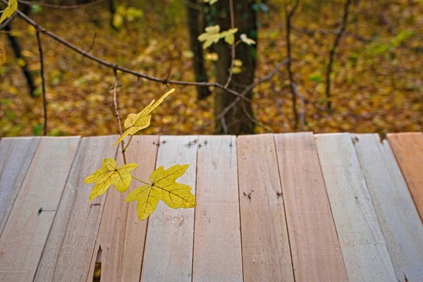 一张精选的木板和五彩缤纷的秋叶的焦点照片 — 图库照片