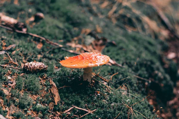 Selektive Fokusaufnahme Von Amanita Muscaria Auf Dem Waldboden — Stockfoto