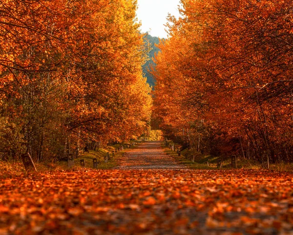 Аллея Парке Полном Осенних Деревьев Золотыми Листьями — стоковое фото