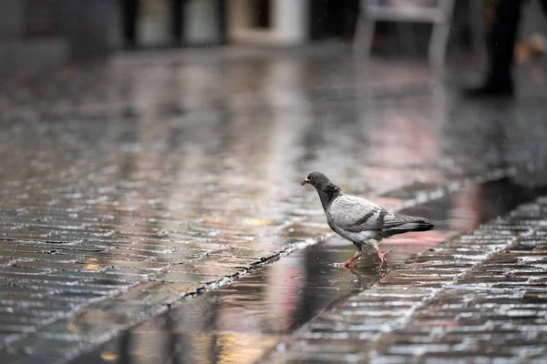 Mise Point Sélective Pigeon Sur Sol Mouillé — Photo