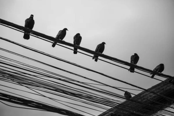 ワイヤーの上に鳥の群れの低角度ショット — ストック写真