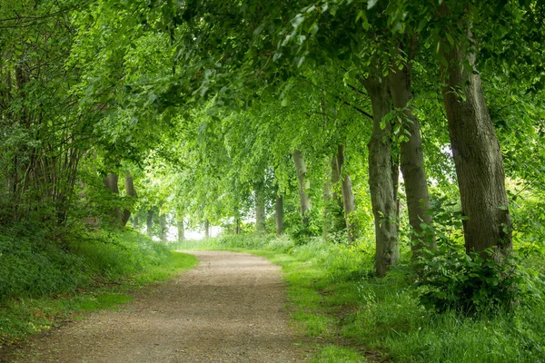 Een Close Opname Van Een Weg Door Het Bos — Stockfoto