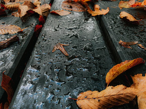 Closeup Shot Fallen Autumn Leaves Wet Wooden Boards — Stock Photo, Image