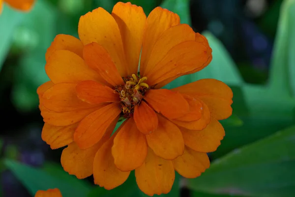 Mise Point Sélective Une Fleur Orange Exotique Dans Une Forêt — Photo