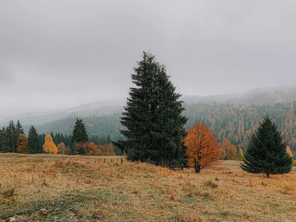 Schöne Herbstlandschaft Mit Bunten Bäumen Wald — Stockfoto