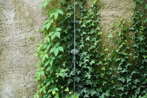 Tiro Hojas Verdes Crecidas Pared Aire Libre —  Fotos de Stock