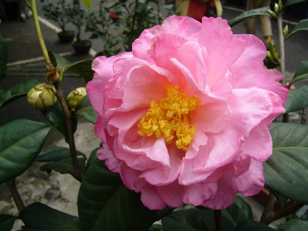 Selektiv Fokusbild Vacker Rosa Camellia Blomma Omgiven Grönska — Stockfoto