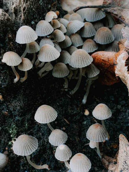 Vertikal Närbild Vilda Svampar Skogen — Stockfoto