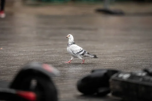 湿った地面に鳩の選択的な焦点ショット — ストック写真