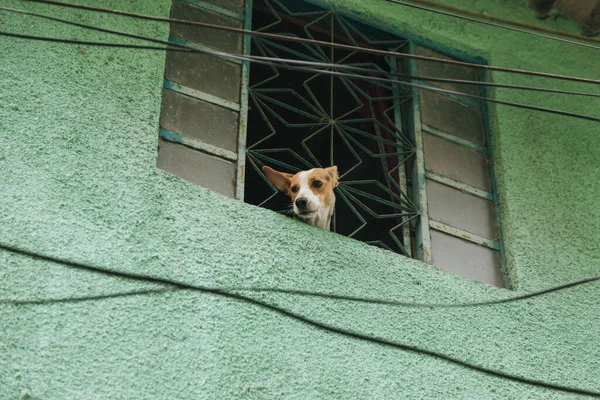 Tiro Ângulo Baixo Cão Bonito Junto Janela — Fotografia de Stock