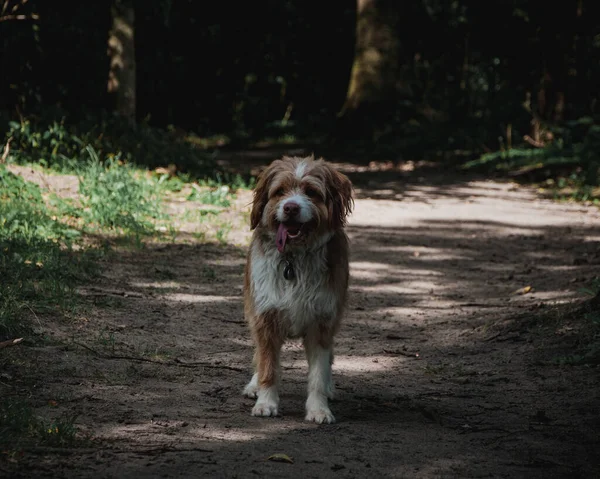 Sahada Şakacı Küçük Bir Köpek Yürüyor — Stok fotoğraf