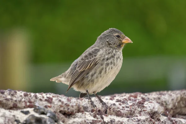 Zbliżenie Zięby Darwina Rozmazanym Tle — Zdjęcie stockowe