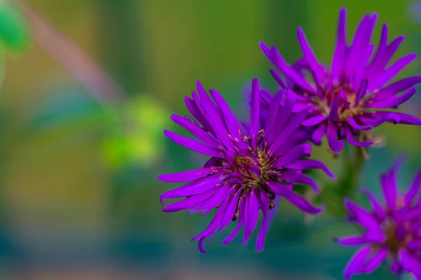 Zbliżenie Kwitnących Aster Kwiaty Polu Pod Sunlight — Zdjęcie stockowe