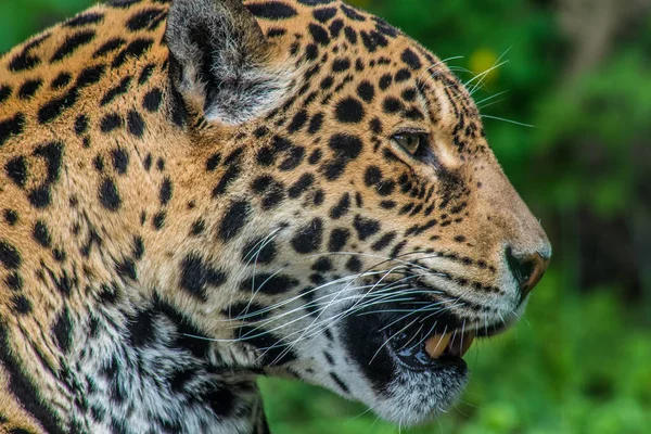 Porträt Eines Schönen Afrikanischen Leoparden — Stockfoto
