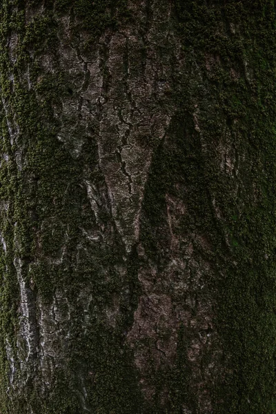 Plano Vertical Una Textura Corteza Marrón Árbol Con Musgo Verde —  Fotos de Stock