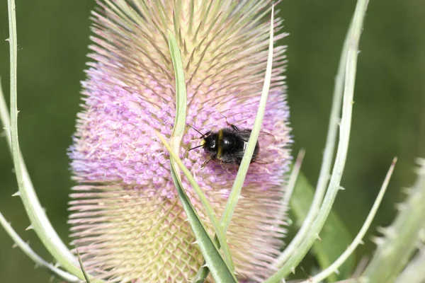 Macro Shot Tiny Bumblebee Collecting Nectar Spiky Purple Flower — Stock Photo, Image