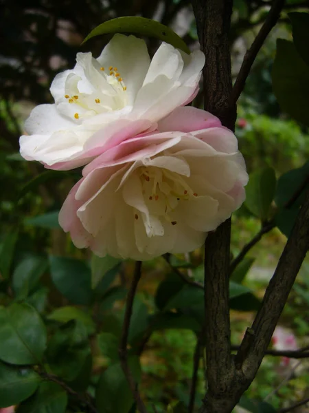 Close Uma Bela Flor Camélia Florescendo Jardim — Fotografia de Stock
