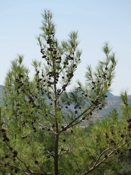 Çam Ağacında Bir Sürü Koni — Stok fotoğraf