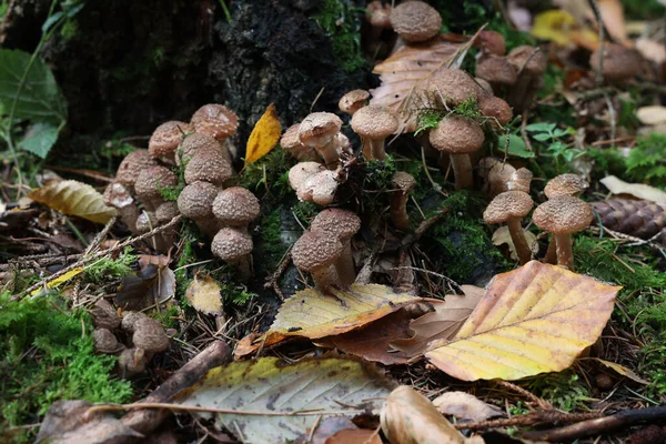 Sonbahar Mantarları Ormanda Bir Kütük Üzerinde Yetişir — Stok fotoğraf
