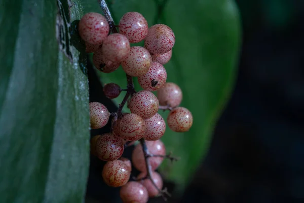 Closeup Treacleberries False Solomon Seal Cluster Blurred Background — Stock Photo, Image