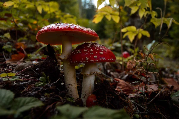 Close Cogumelos Agaric Mosca Chão Floresta Cercado Por Folhas — Fotografia de Stock