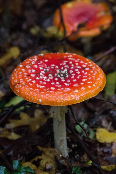 Gros Plan Vertical Crapaud Agarique Mouche Champignon — Photo