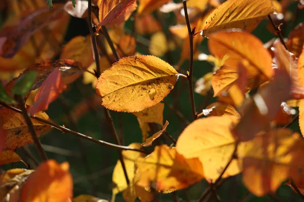枝にカラフルな秋の葉の選択的なフォーカスショット — ストック写真