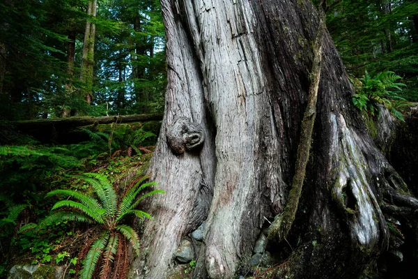 Las Zachodnimi Czerwonymi Cedrami Vancouver Island Kanada — Zdjęcie stockowe