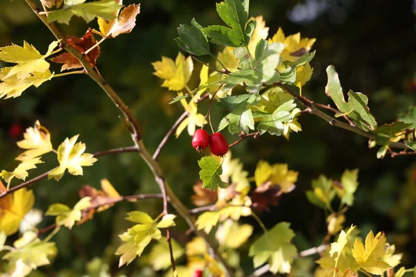 Zbliżenie Dojrzałego Głogu Lub Monogyny Crataegus Jesienią — Zdjęcie stockowe