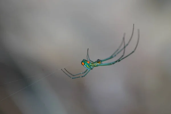 Tiro Perto Uma Aranha Sua Teia — Fotografia de Stock