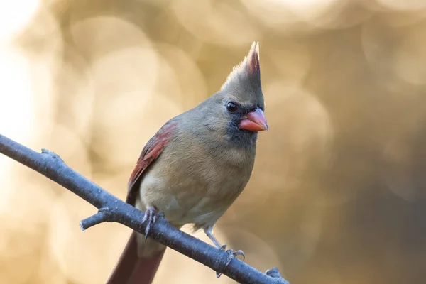 Eine Selektive Fokusaufnahme Eines Nördlichen Kardinals Auf Einem Ast — Stockfoto