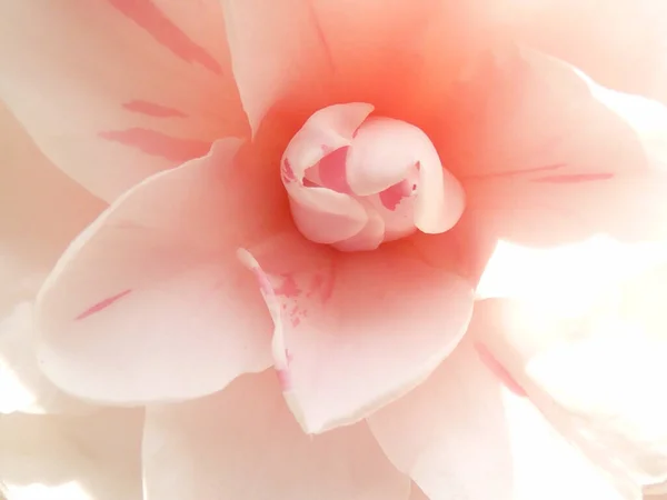Closeup Shot Blooming Camellia Flowers Perfect Wallpaper — Stock Photo, Image