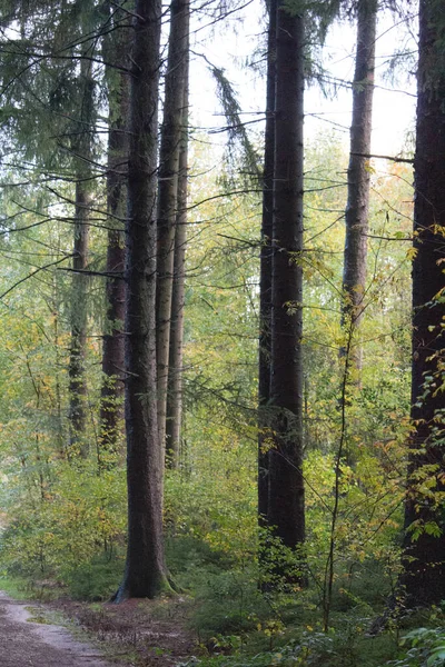 Vertikální Záběr Vysokých Borovic Lese — Stock fotografie