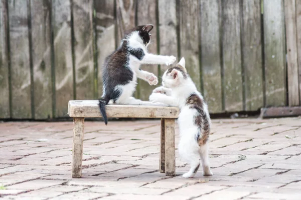 Uma Bela Foto Gatinhos Bonitos Jogando — Fotografia de Stock