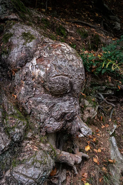 地面に古い木の根の垂直ショット — ストック写真
