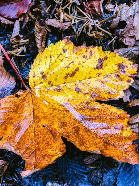 Vertical Shot Yellow Autumn Leaf — Stock Photo, Image