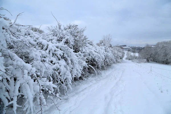 美丽的冬季风景 干枯的枝条覆盖着白雪 — 图库照片