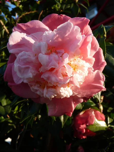 Tiro Vertical Flores Florescendo Camellia Vegetação — Fotografia de Stock