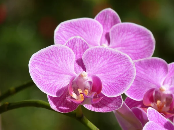 Közelkép Virágzó Orchidea Virágokról Növényzetben — Stock Fotó