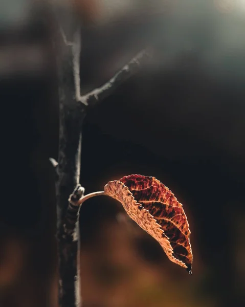 Mise Point Sélective Verticale Une Feuille Rouge — Photo