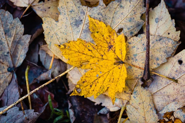 Крупный План Желтого Осеннего Листа Лесной Подстилке — стоковое фото