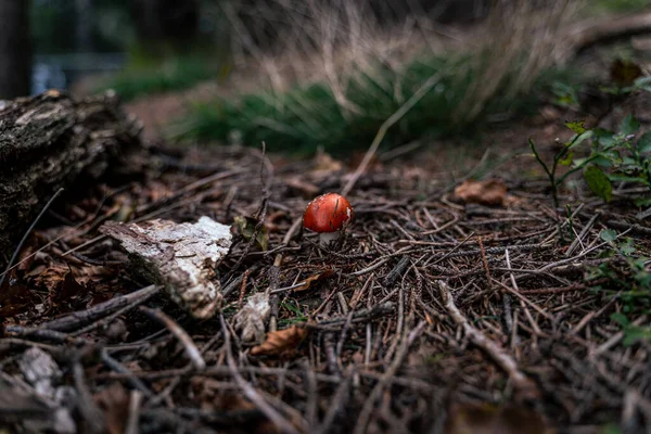 Селективный Фокусный Снимок Агарического Гриба Красной Мухи Лесу — стоковое фото