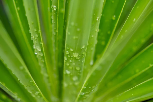 Een Macro Shot Van Dauwdruppels Groene Bladeren — Stockfoto
