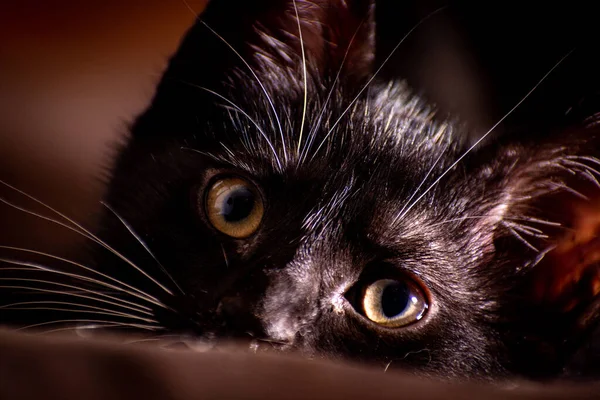 Egy Közeli Kép Egy Fekete Cica Arcáról — Stock Fotó